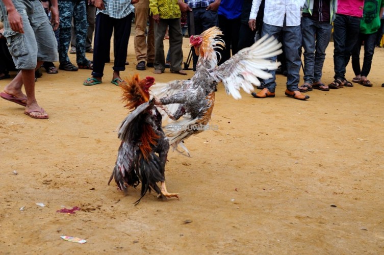 Antisipasi Judi Sabung Ayam